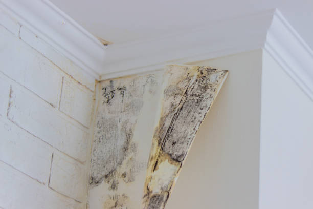 Professional Mold Removal in Boca Raton, FL